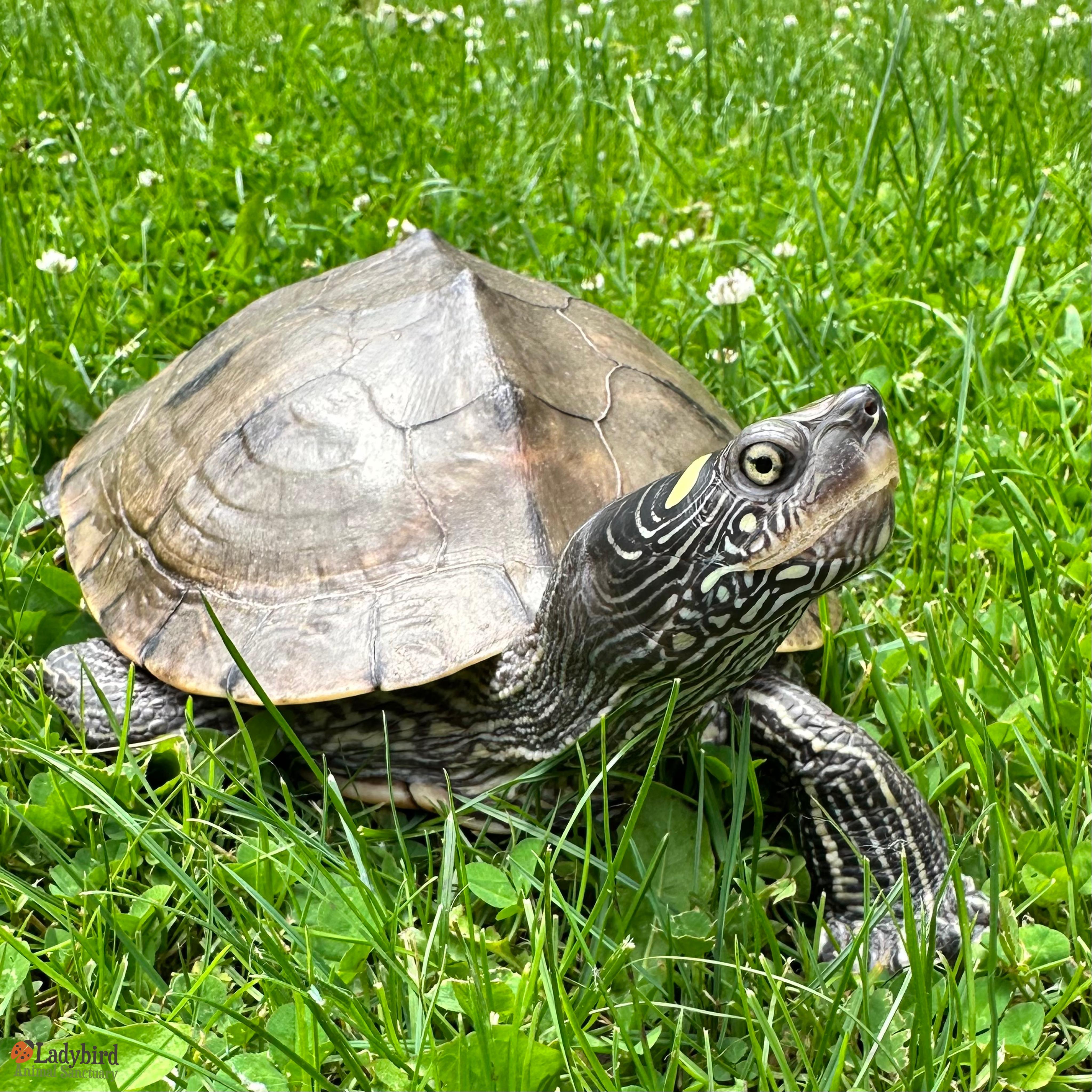 Clara-Belle, Adoptable, Adult Female Mississippi Map Turtle.