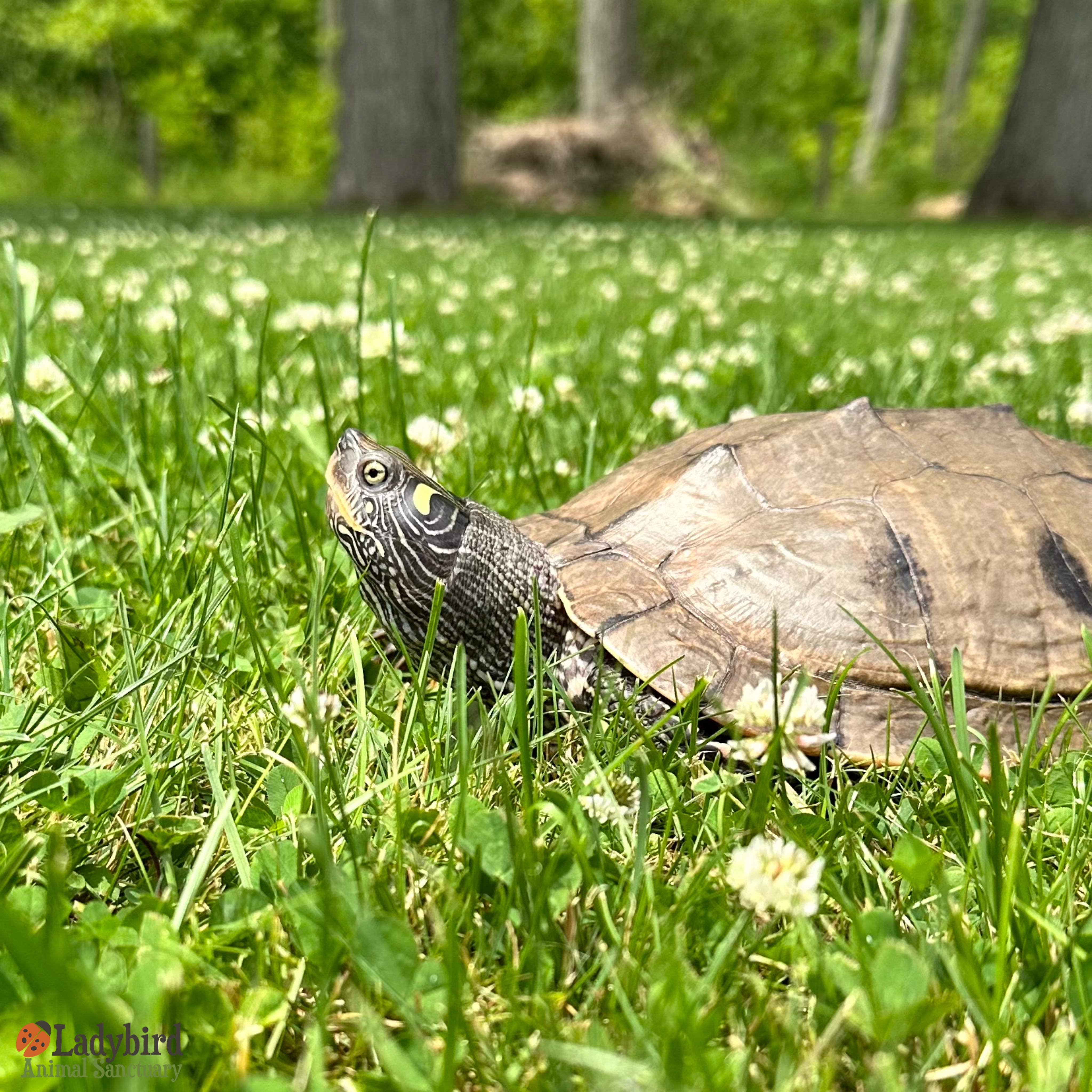 Clara-Belle, a Adoptable Mississippi Map Turtle in Hamilton, ON image 2/5