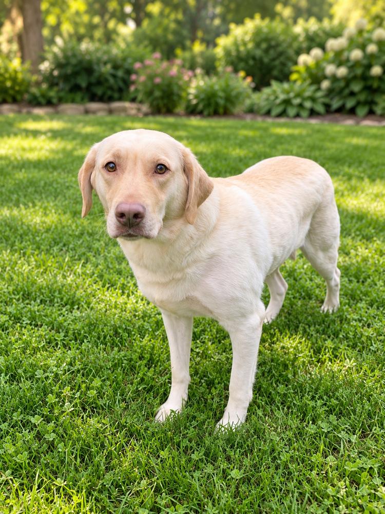 Enlarge Livvy, a Adopted Labrador Retriever in Oakland, MI image 2/3