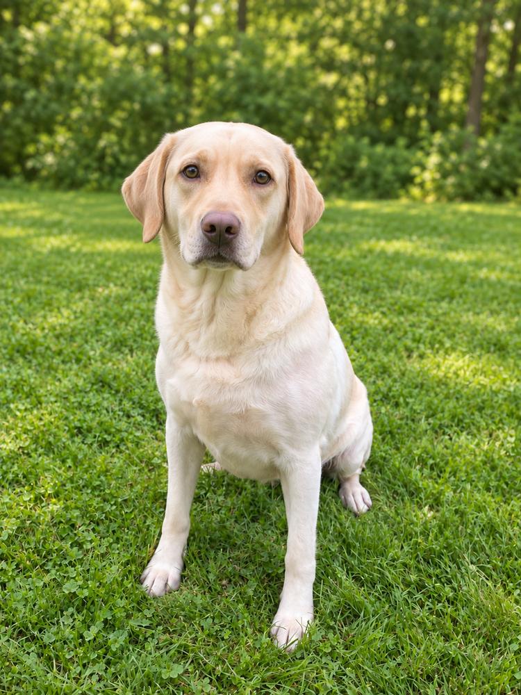 Enlarge Livvy, a Adopted Labrador Retriever in Oakland, MI image 3/3