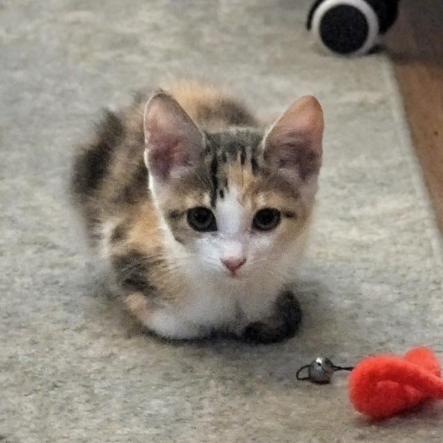Velvet, adopted, Kitten Female Tabby.