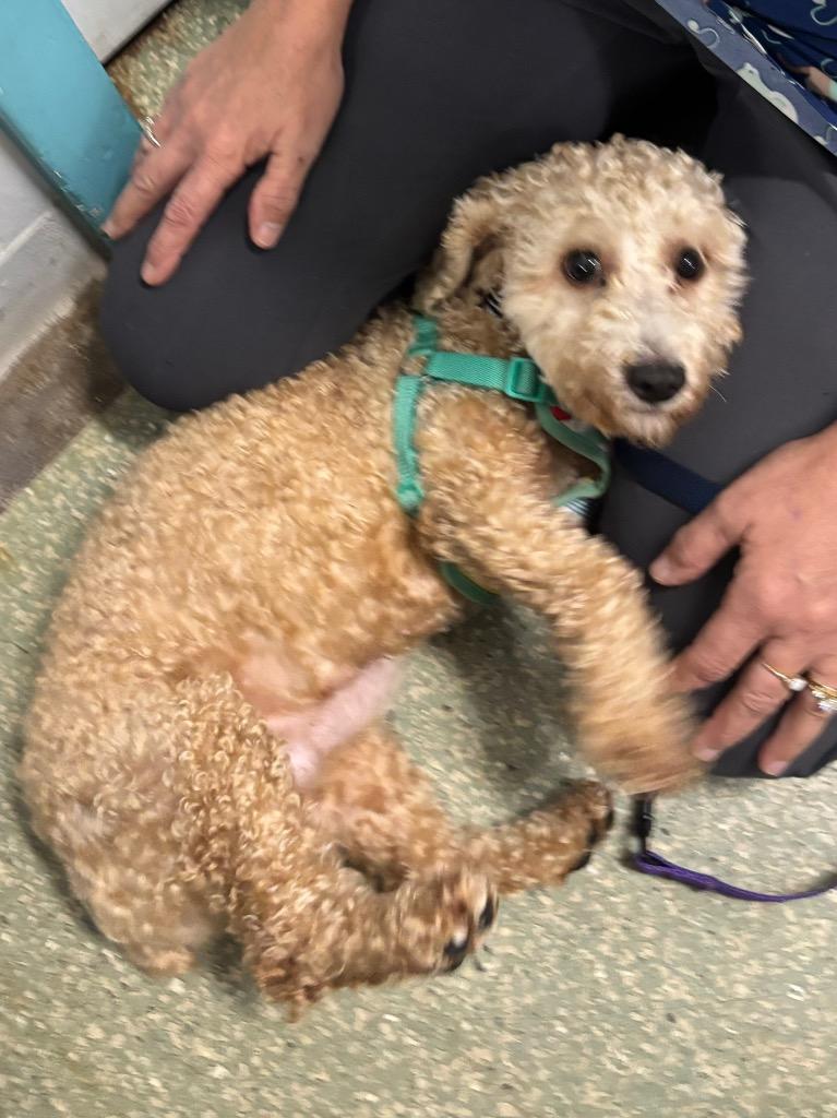 Enlarge Jasper, a Adopted Poodle in Fort Lauderdale, FL image 1/1