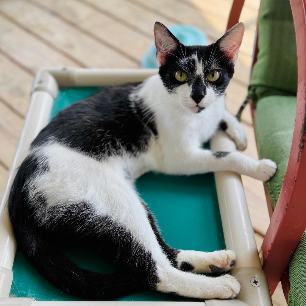 Monica, Adoptable, Adult Female Domestic Short Hair.