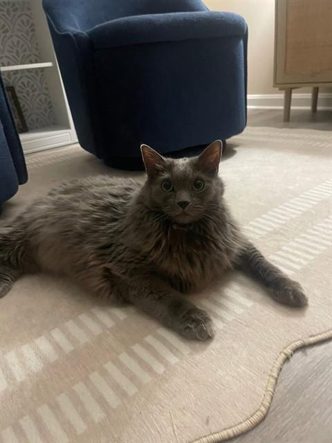 Enlarge SKITTLES, a Adoptable Domestic Medium Hair in Westminster, MD image 1/1