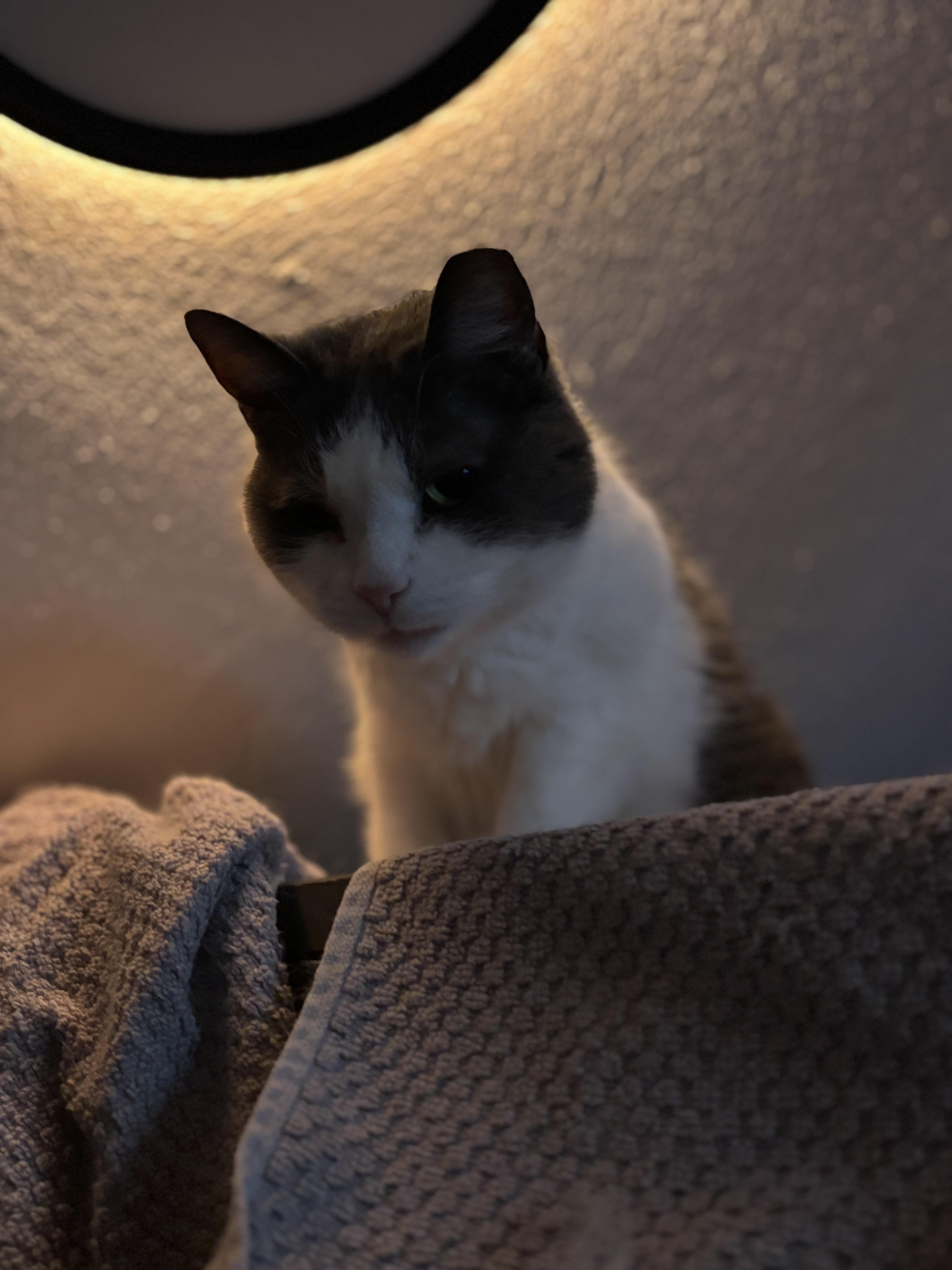 Enlarge KYRA, a Adoptable Domestic Short Hair in Pittsburgh, PA image 4/4