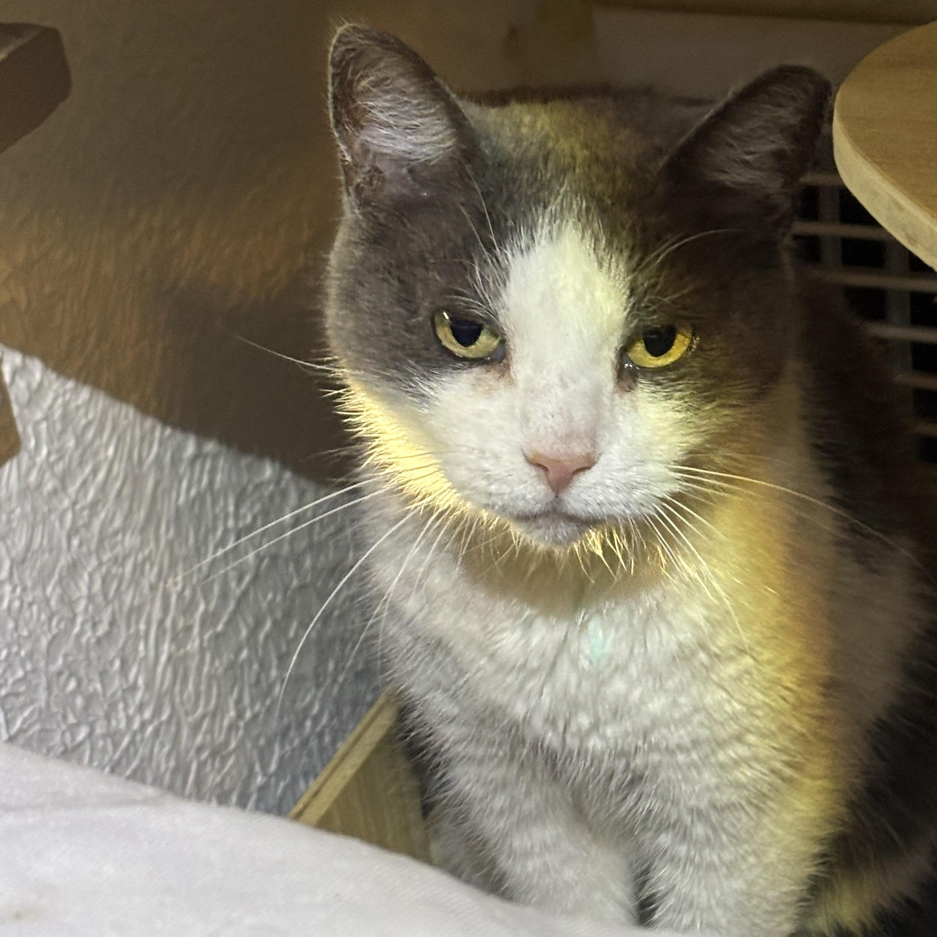 Enlarge KYRA, a Adoptable Domestic Short Hair in Pittsburgh, PA image 2/4