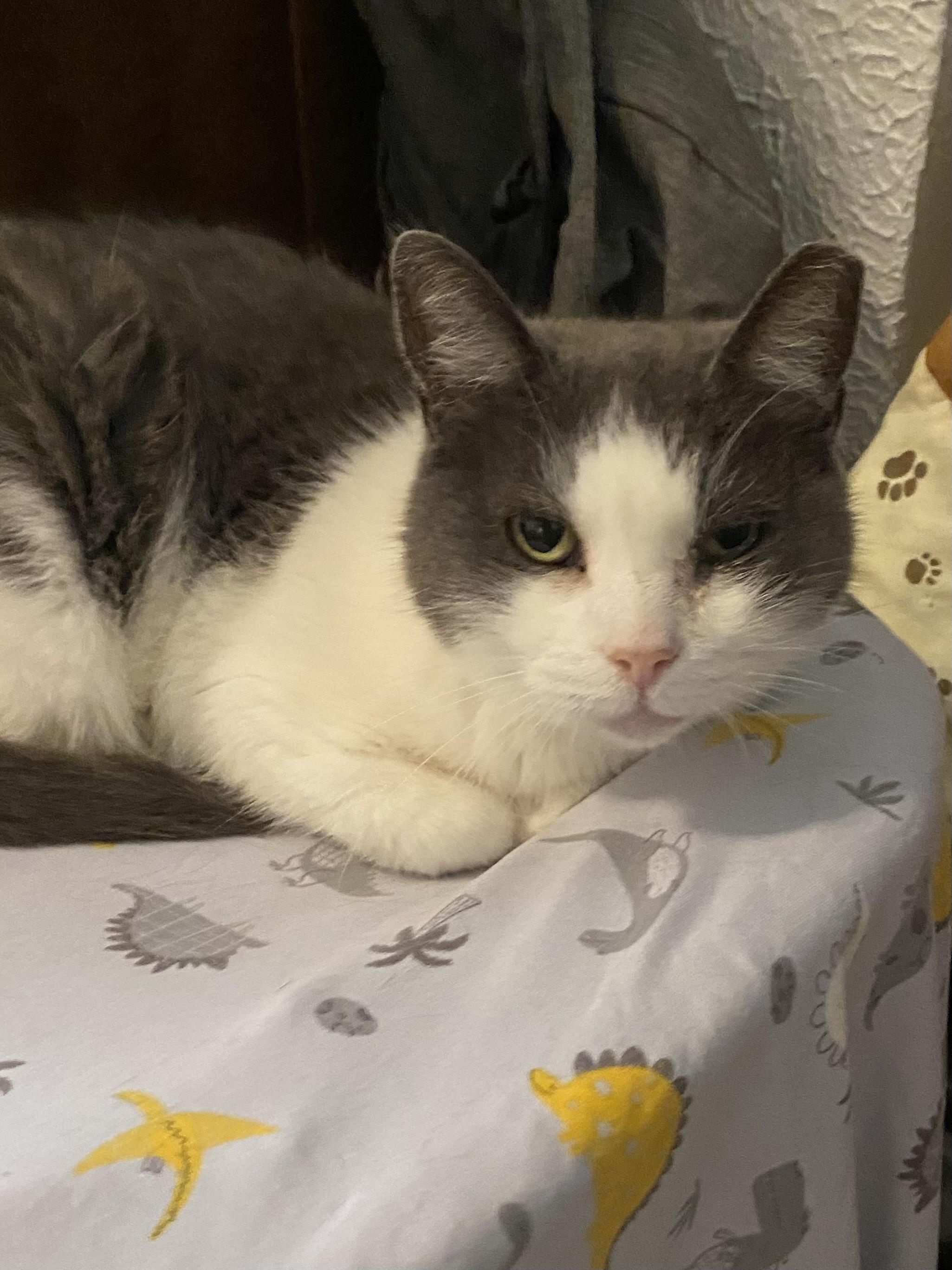 KYRA, Adoptable, Senior Female Domestic Short Hair.