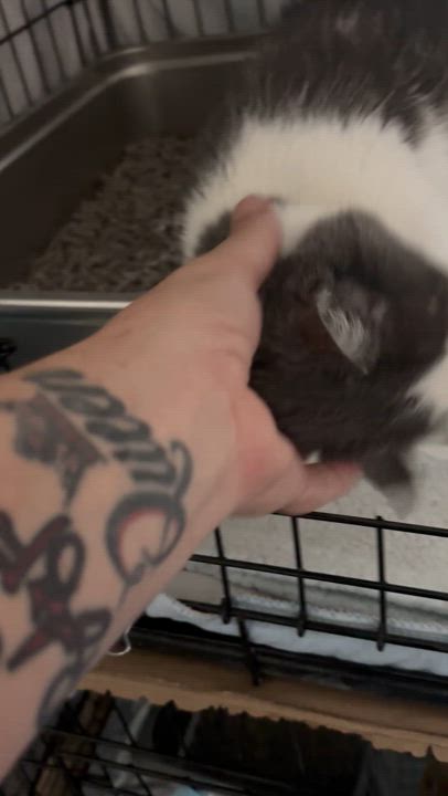 Enlarge KYRA, a Adoptable Domestic Short Hair in Pittsburgh, PA video 3/4