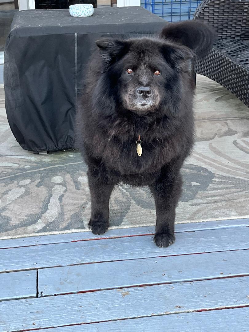 Bonnie, Senior Female unknown