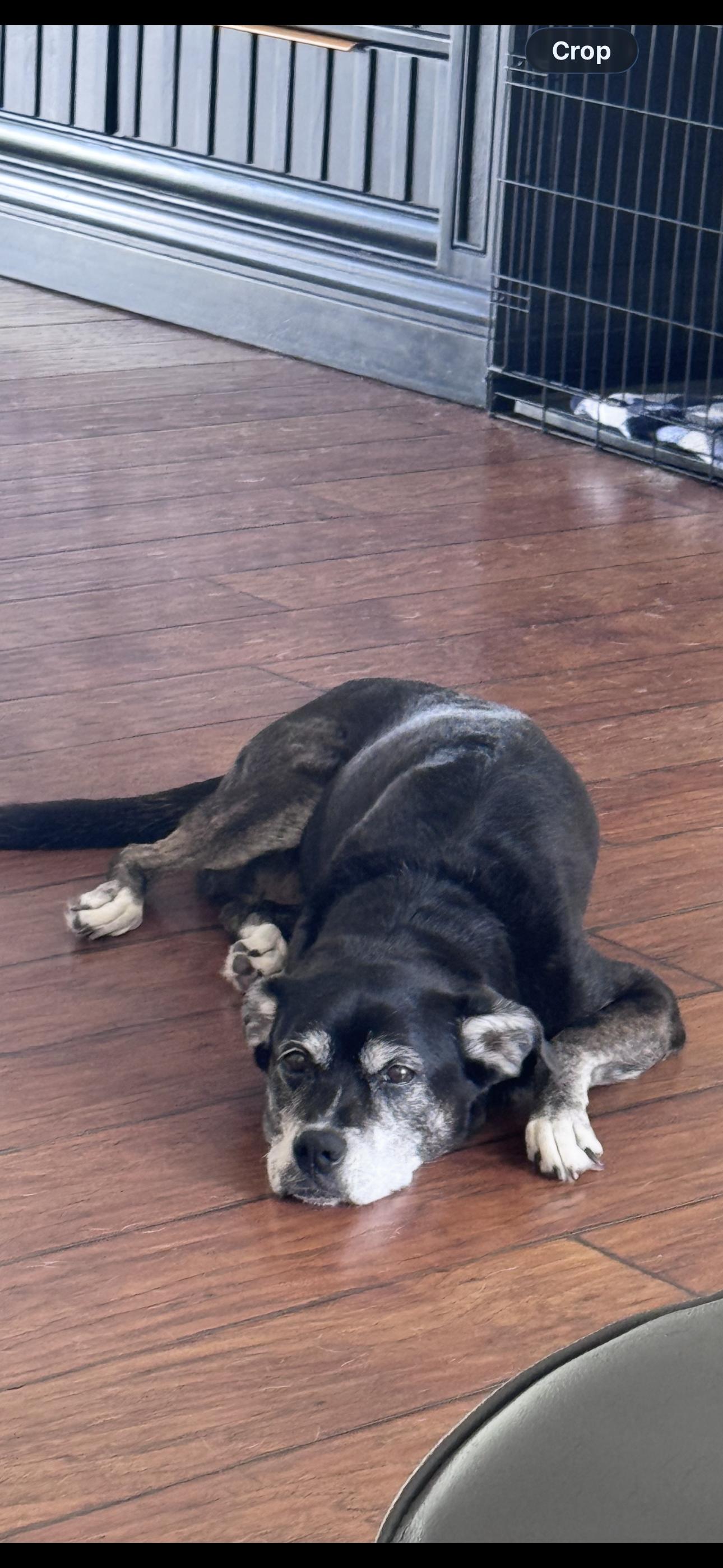 Enlarge Leigh, a Adoptable mixed breed in Arvada, CO image 2/3