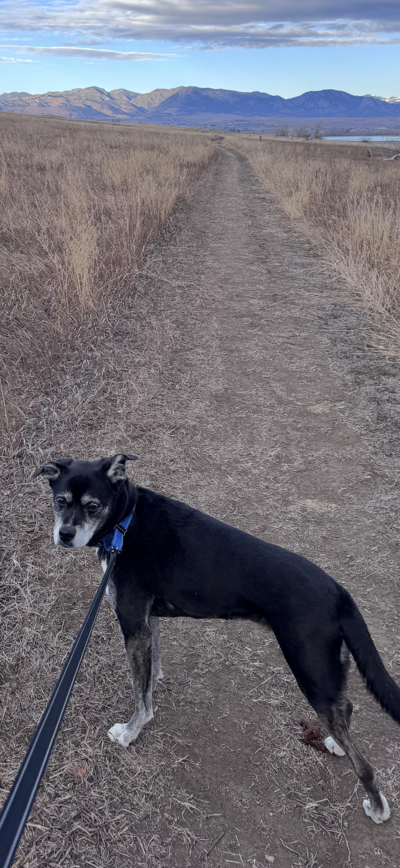 Leigh, Adoptable, Senior Female Black Labrador Retriever.
