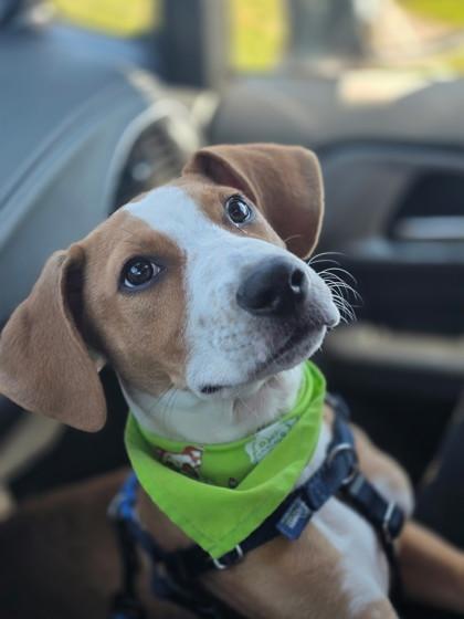 Carson, Adoptable, Adult Male Hound & Mixed Breed.