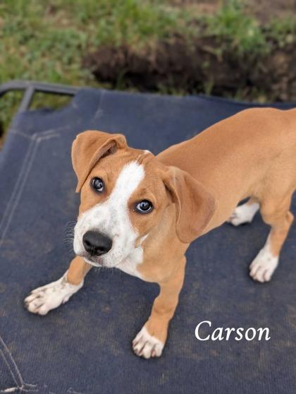Enlarge Carson, a Adoptable mixed breed in St. Anne, IL image 2/3