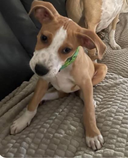 Enlarge Carson, a Adoptable mixed breed in St. Anne, IL image 3/3