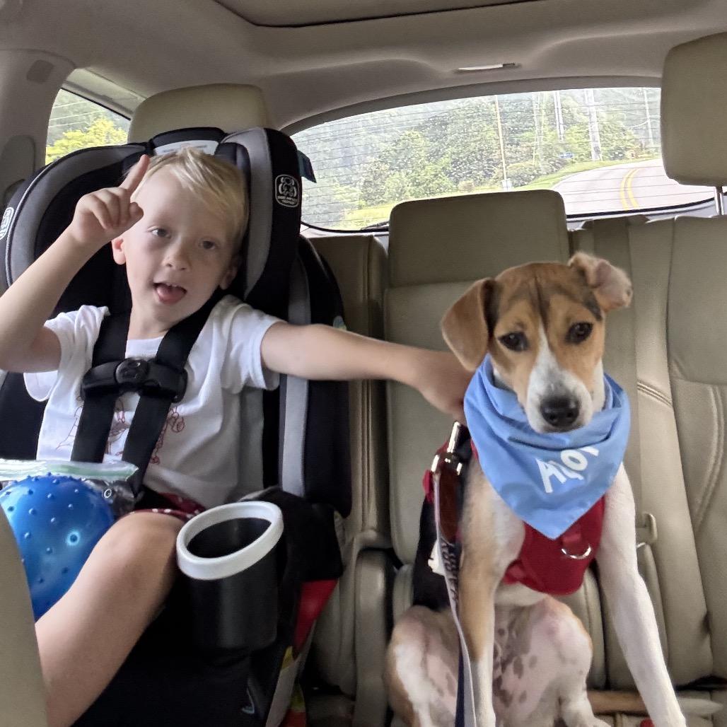 Milo, Adoptable, Adult Male Beagle & Jack Russell Terrier.