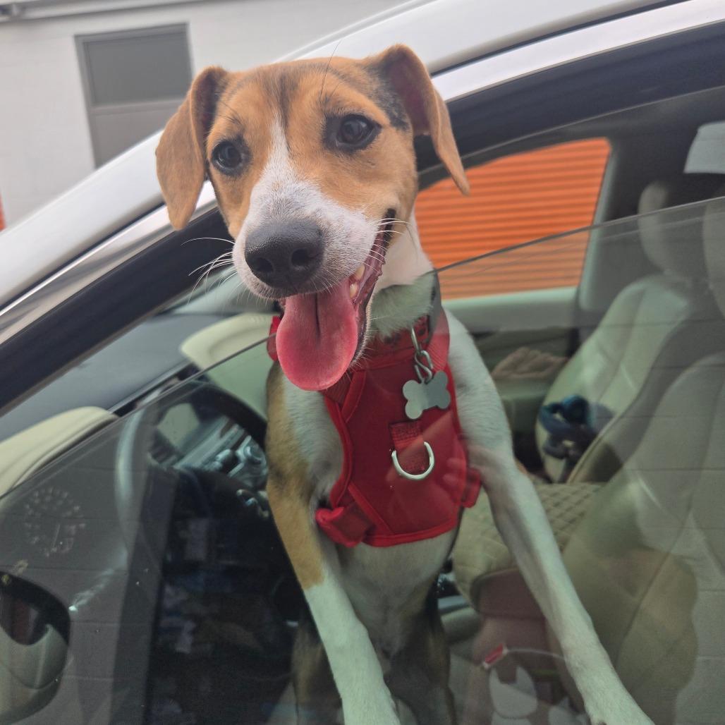 Enlarge Milo, a Adoptable mixed breed in Bessemer, AL image 2/6