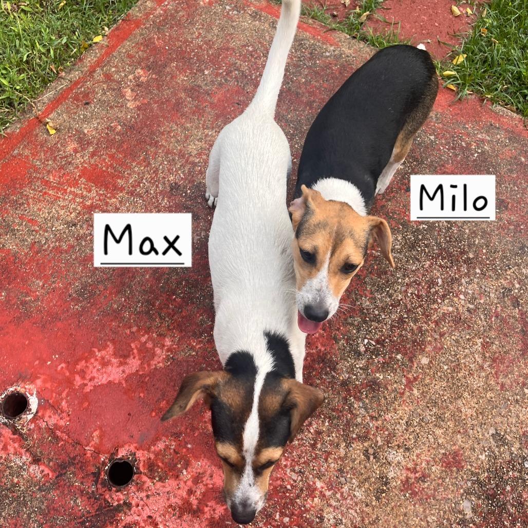 Enlarge Milo, a Adoptable mixed breed in Bessemer, AL image 3/6