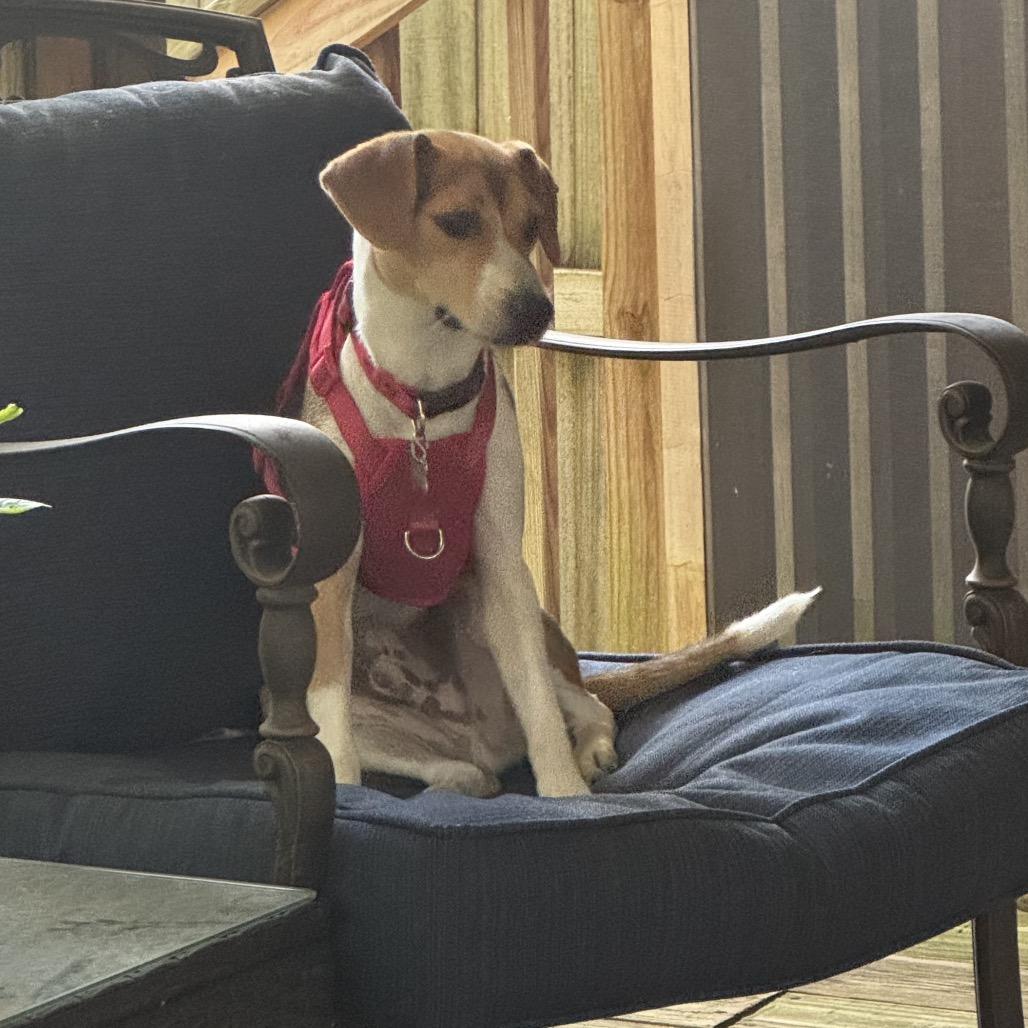 Enlarge Milo, a Adoptable mixed breed in Bessemer, AL image 4/6