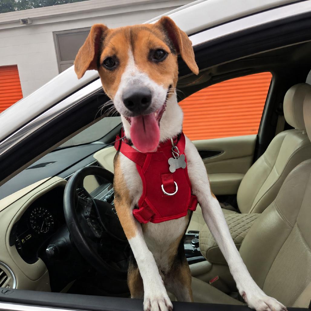 Enlarge Milo, a Adoptable mixed breed in Bessemer, AL image 5/6