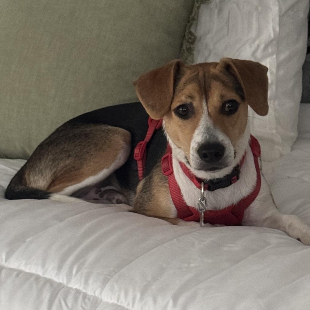 Enlarge Milo, a Adoptable mixed breed in Bessemer, AL image 6/6