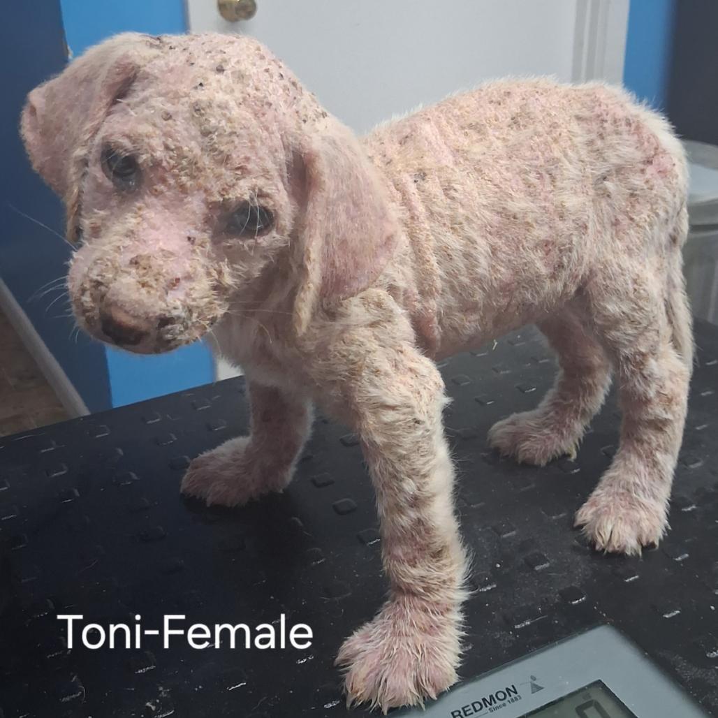 Toni, Adoptable, Puppy Female Labrador Retriever.