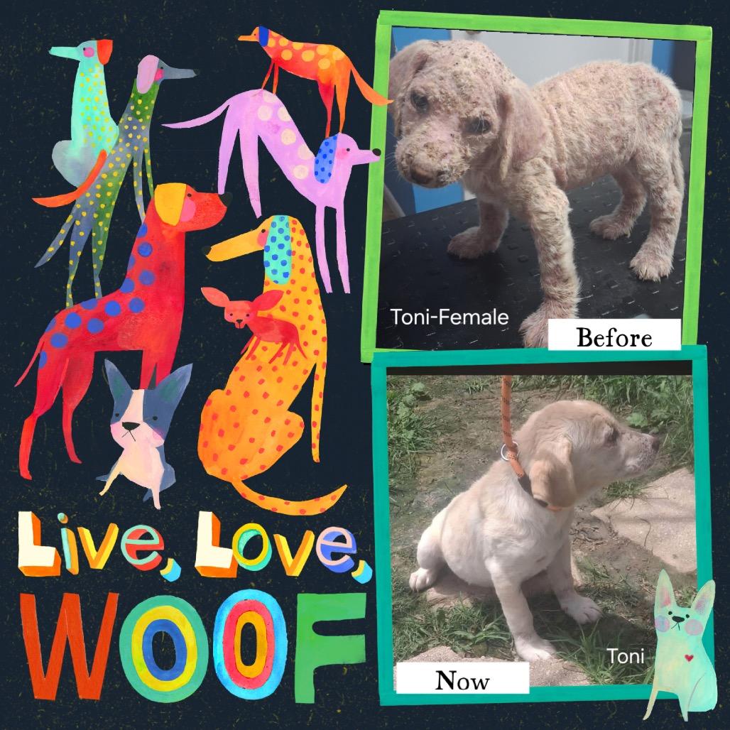 Enlarge Toni, a Adoptable Labrador Retriever in Oxford, ME image 2/5