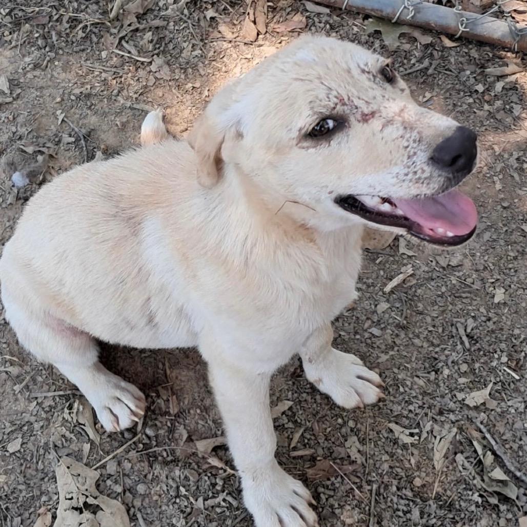 Enlarge Toni, a Adoptable Labrador Retriever in Oxford, ME image 3/5