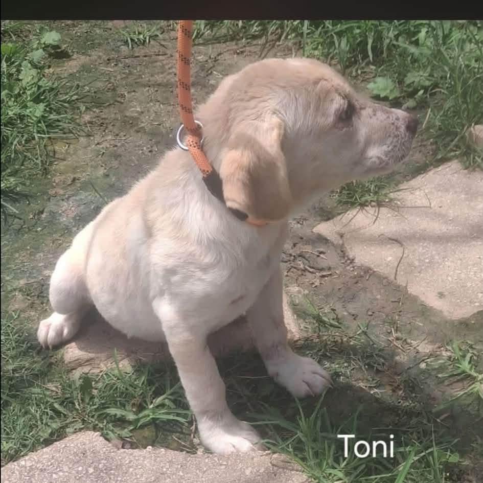 Enlarge Toni, a Adoptable Labrador Retriever in Oxford, ME image 4/5