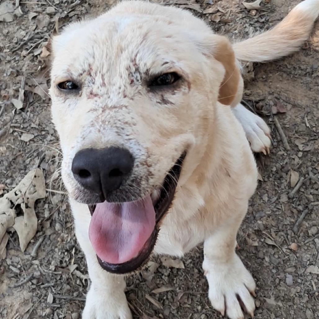 Enlarge Toni, a Adoptable Labrador Retriever in Oxford, ME image 5/5