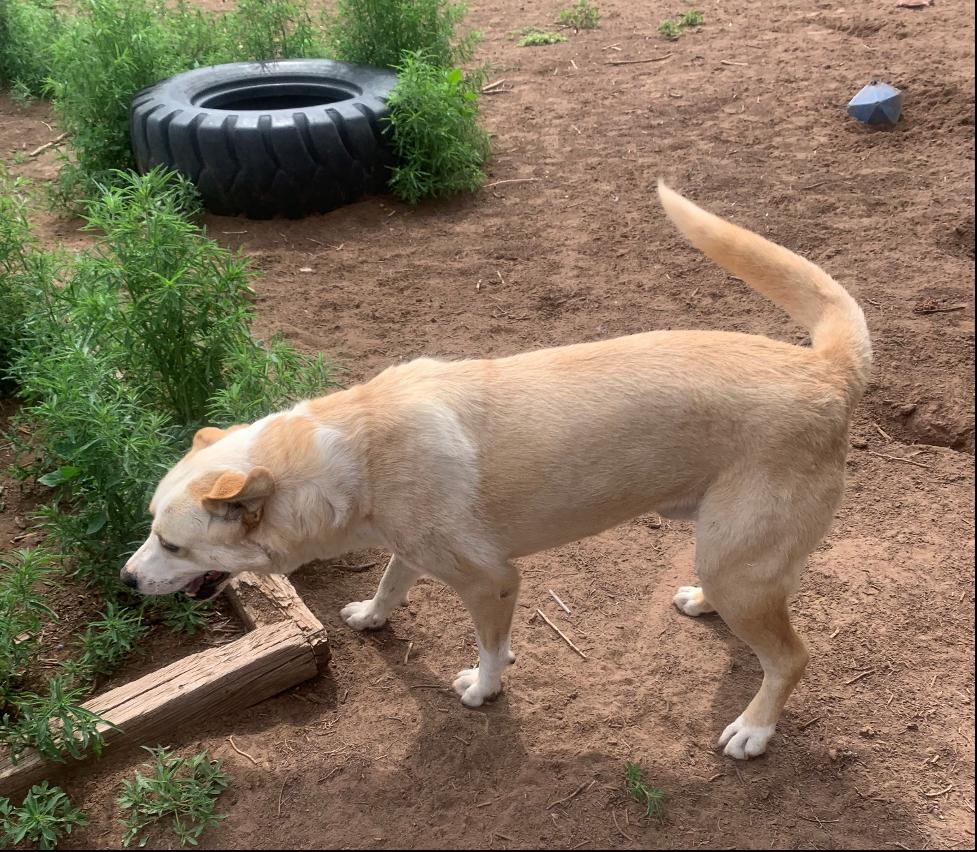Pooh Bear, Adoptable, Adult Male Great Pyrenees.
