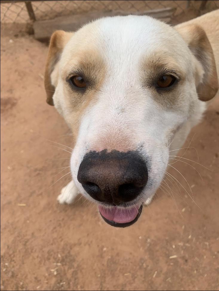 Pooh Bear, a Adoptable mixed breed in Albuquerque, NM image 2/4