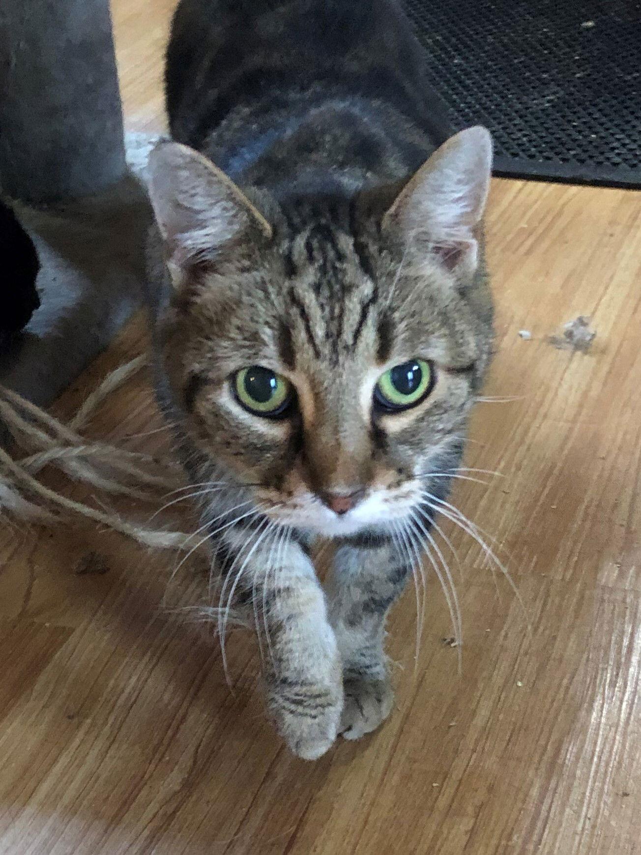 Greta — thumbnail 3