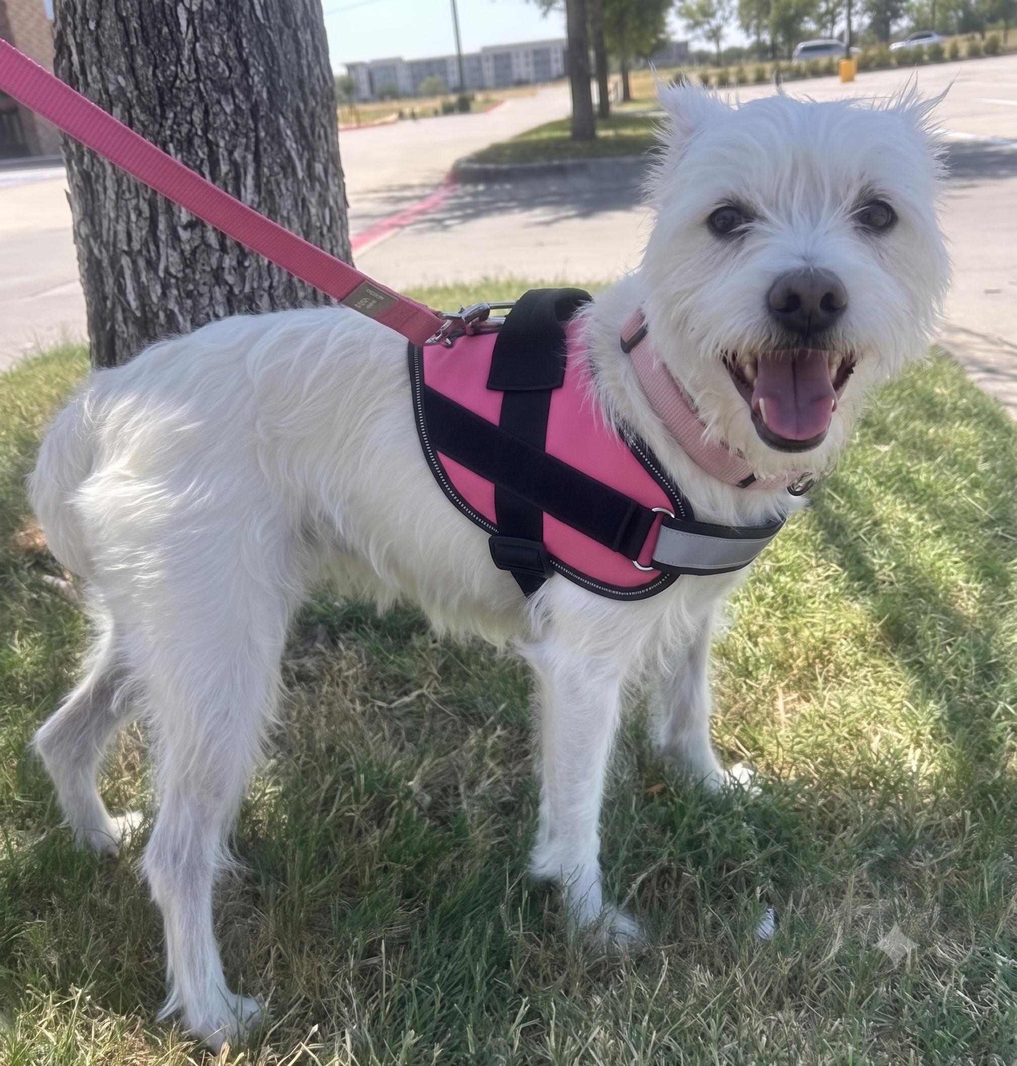 LUNA, adopted, Young Female West Highland White Terrier / Westie.