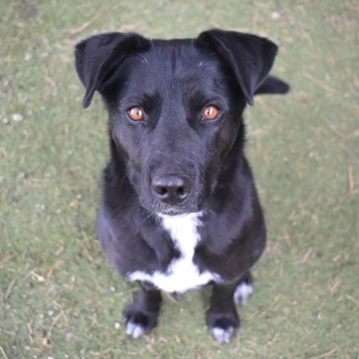 Enlarge Heart, a ADOPTABLE mixed breed in Flagstaff, AZ image 1/3