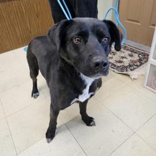Enlarge Heart, a ADOPTABLE mixed breed in Flagstaff, AZ image 3/3