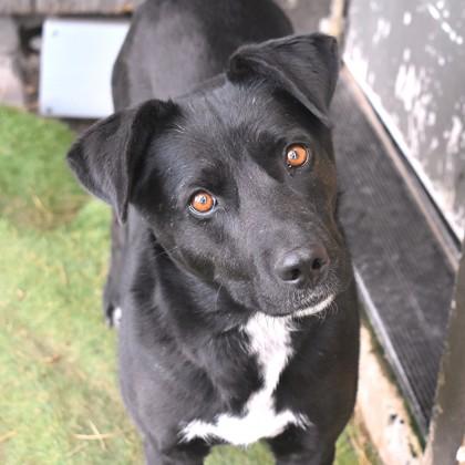 Enlarge Heart, a ADOPTABLE mixed breed in Flagstaff, AZ image 2/3