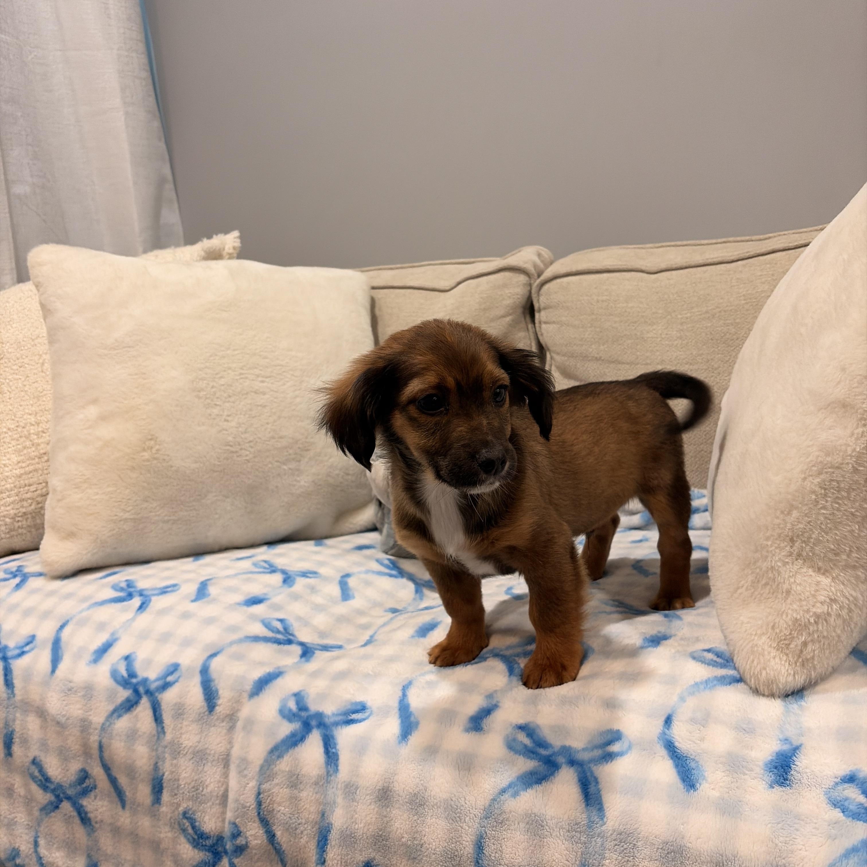 Enlarge Atlas, a ADOPTABLE mixed breed in Torrance, CA image 3/3