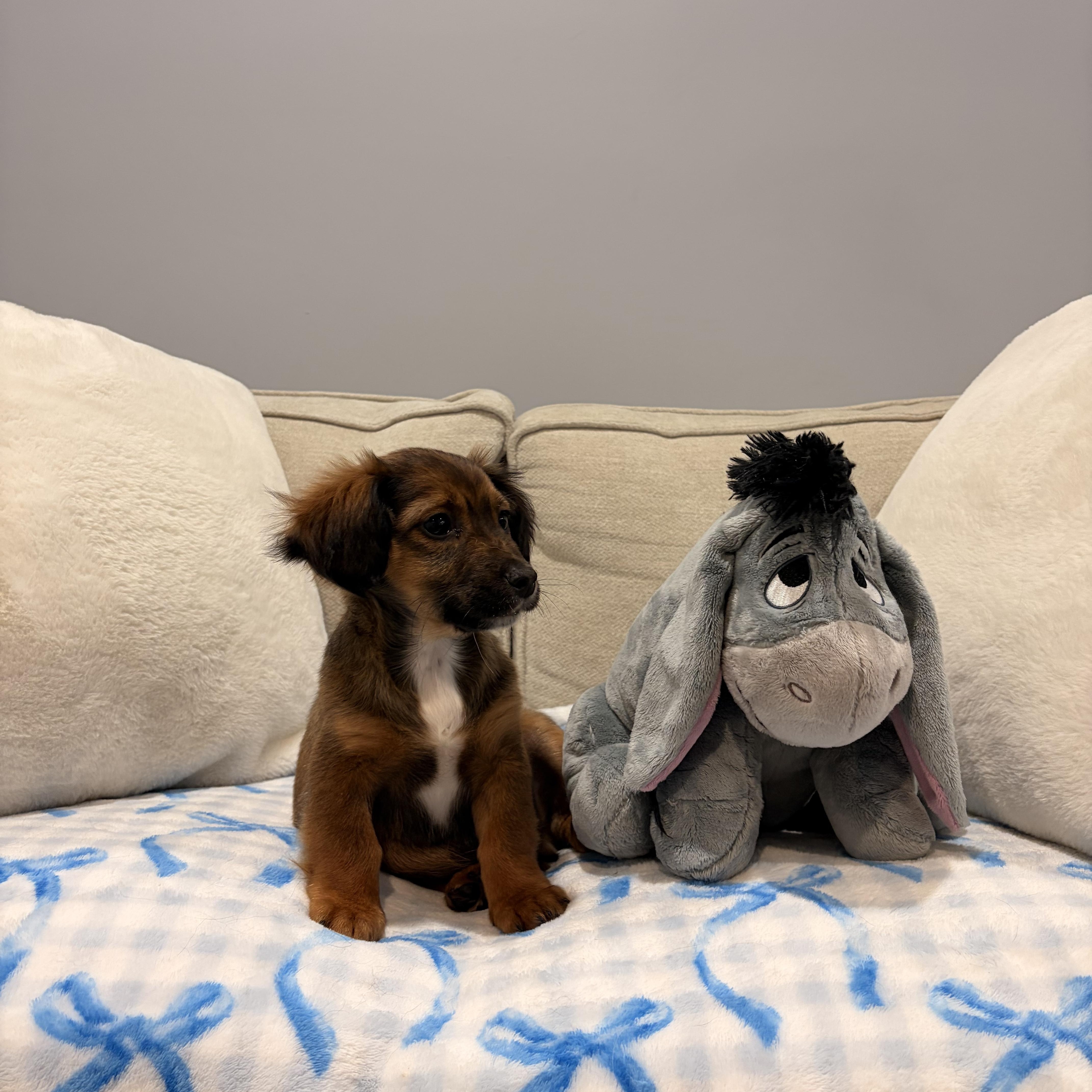 Enlarge Atlas, a ADOPTABLE mixed breed in Torrance, CA image 1/3