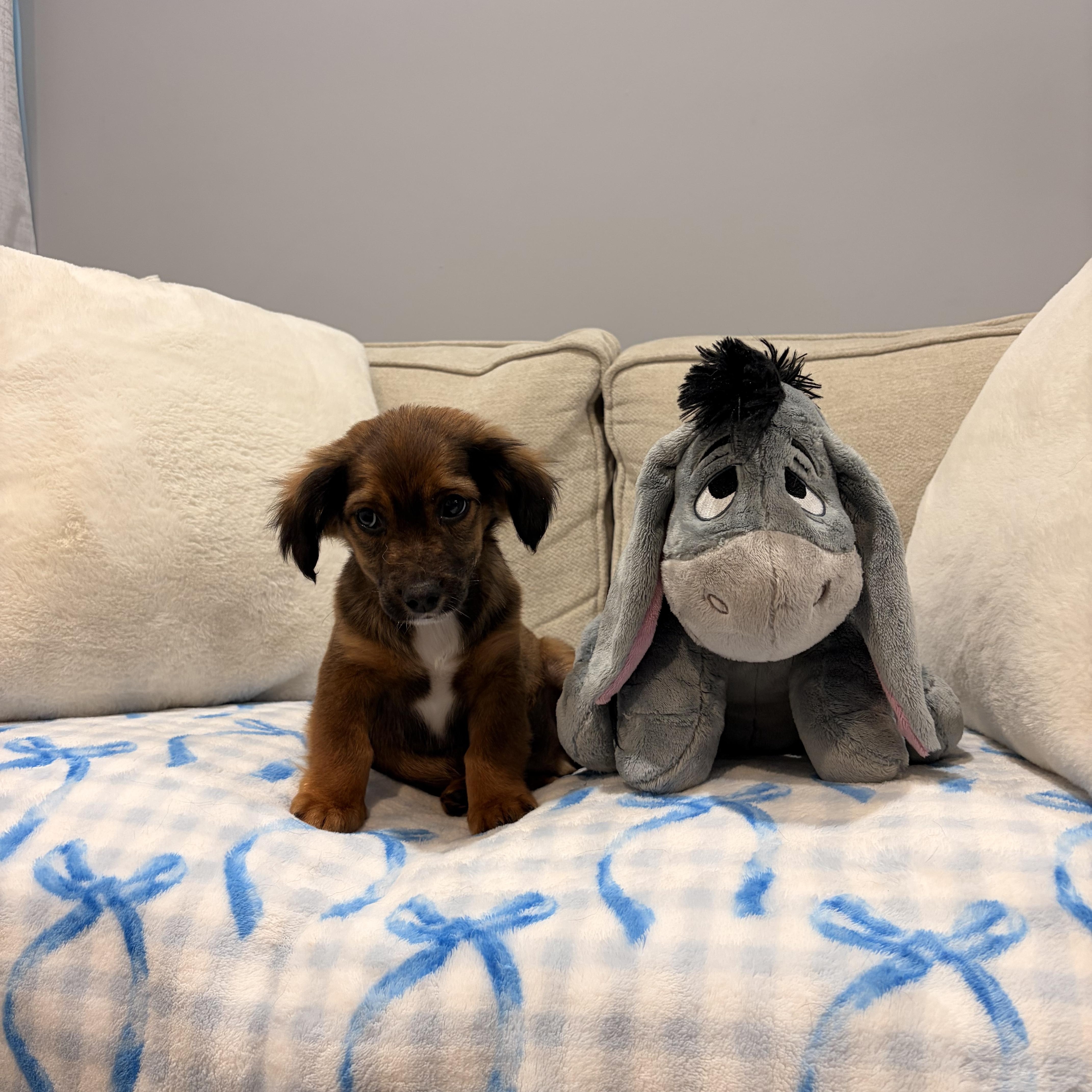 Enlarge Atlas, a ADOPTABLE mixed breed in Torrance, CA image 2/3