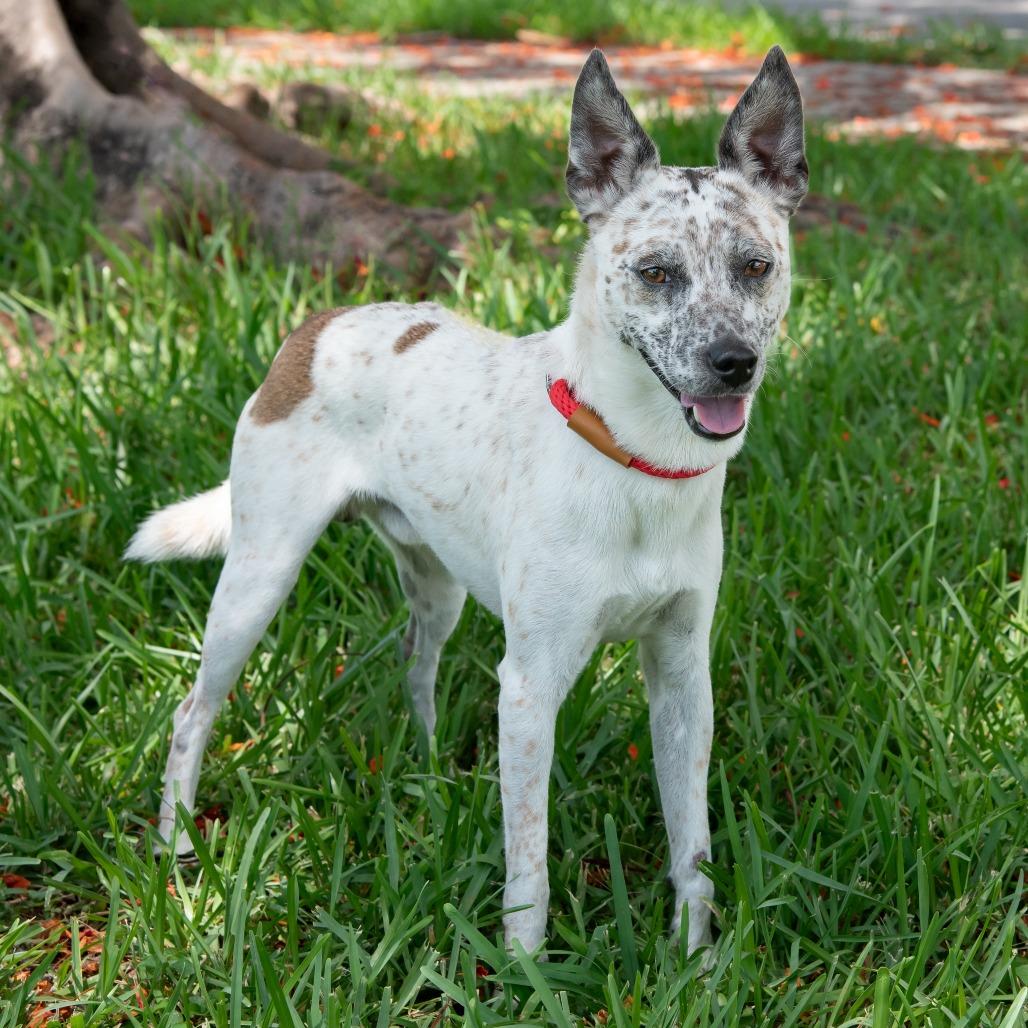 George, Adoptable, Adult Male Cattle Dog.