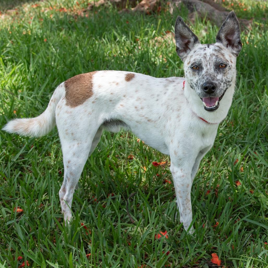 Enlarge George, a Adoptable Cattle Dog in Miami, FL image 2/5