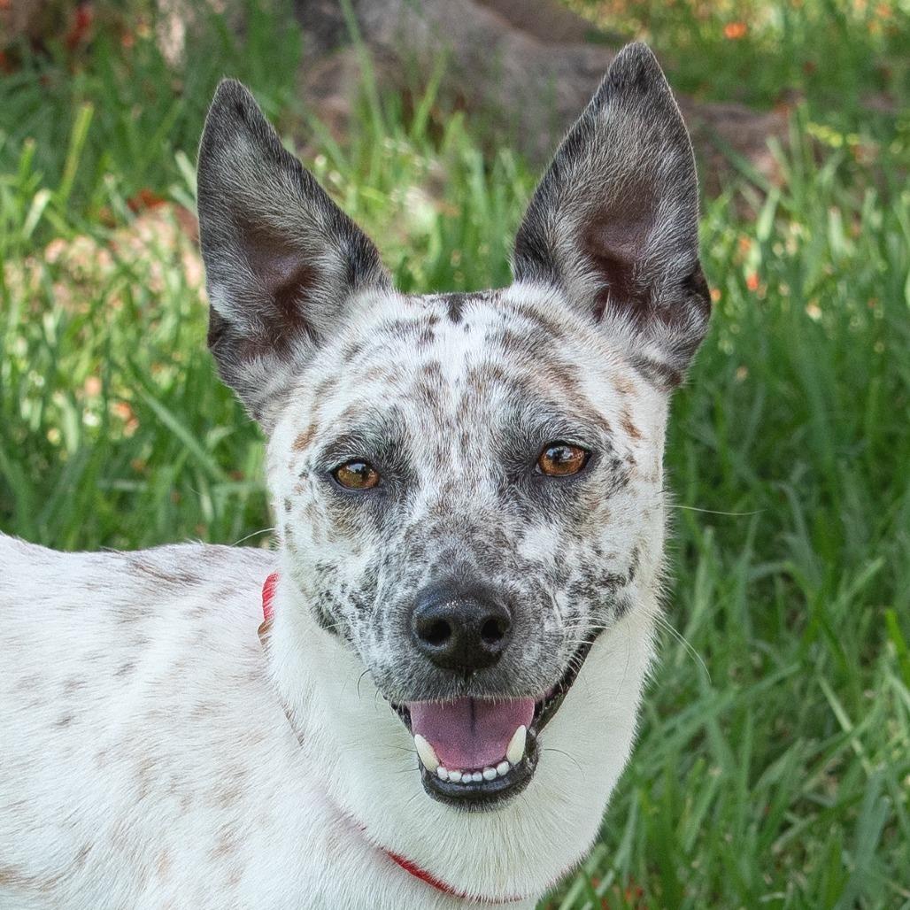 Enlarge George, a Adoptable Cattle Dog in Miami, FL image 3/5