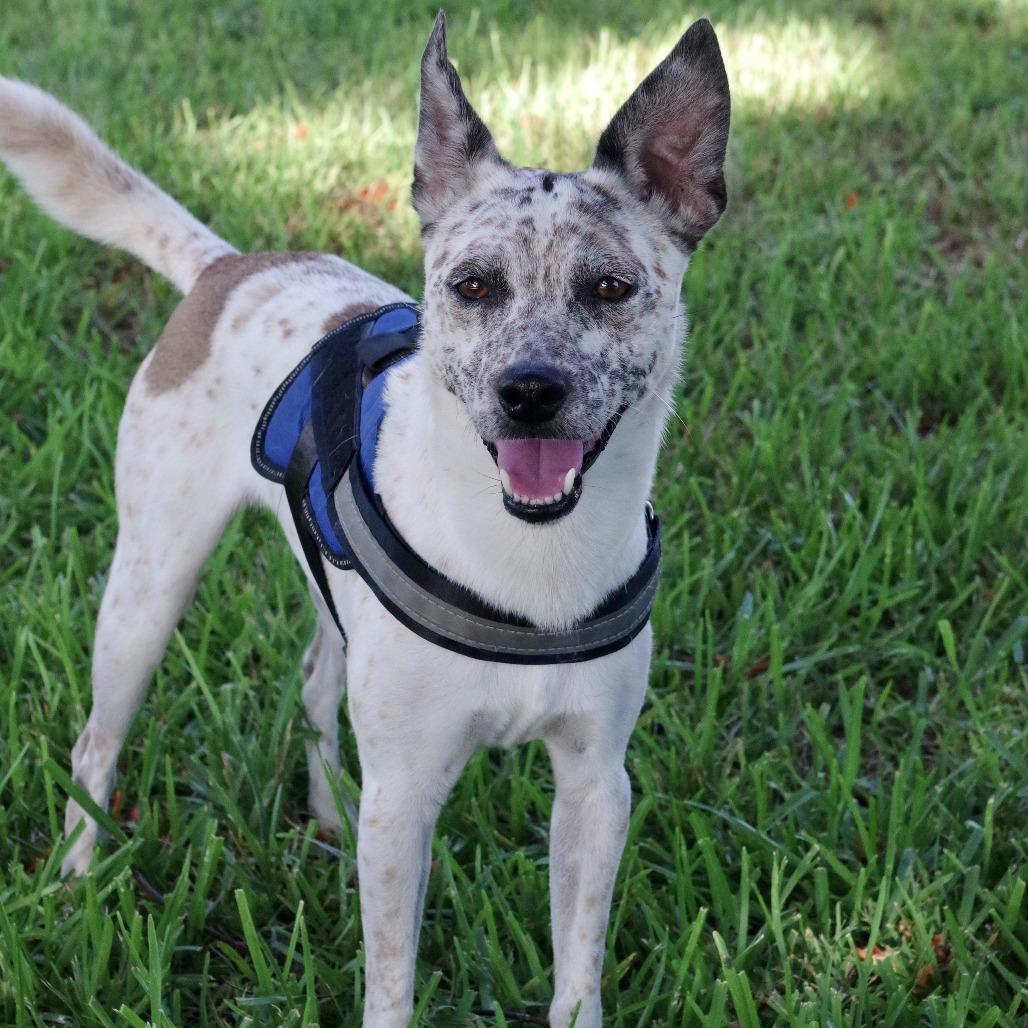 Enlarge George, a Adoptable Cattle Dog in Miami, FL image 4/5