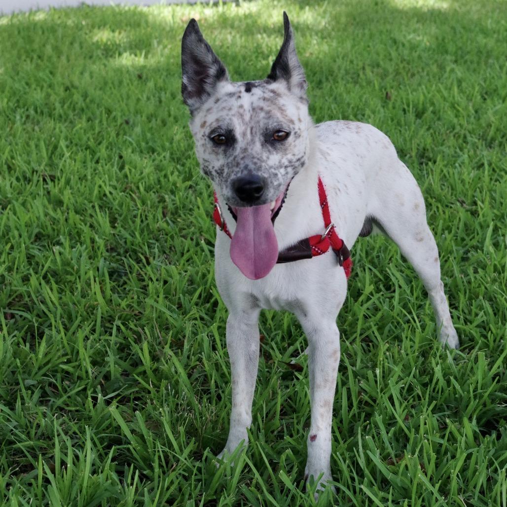 Enlarge George, a Adoptable Cattle Dog in Miami, FL image 5/5