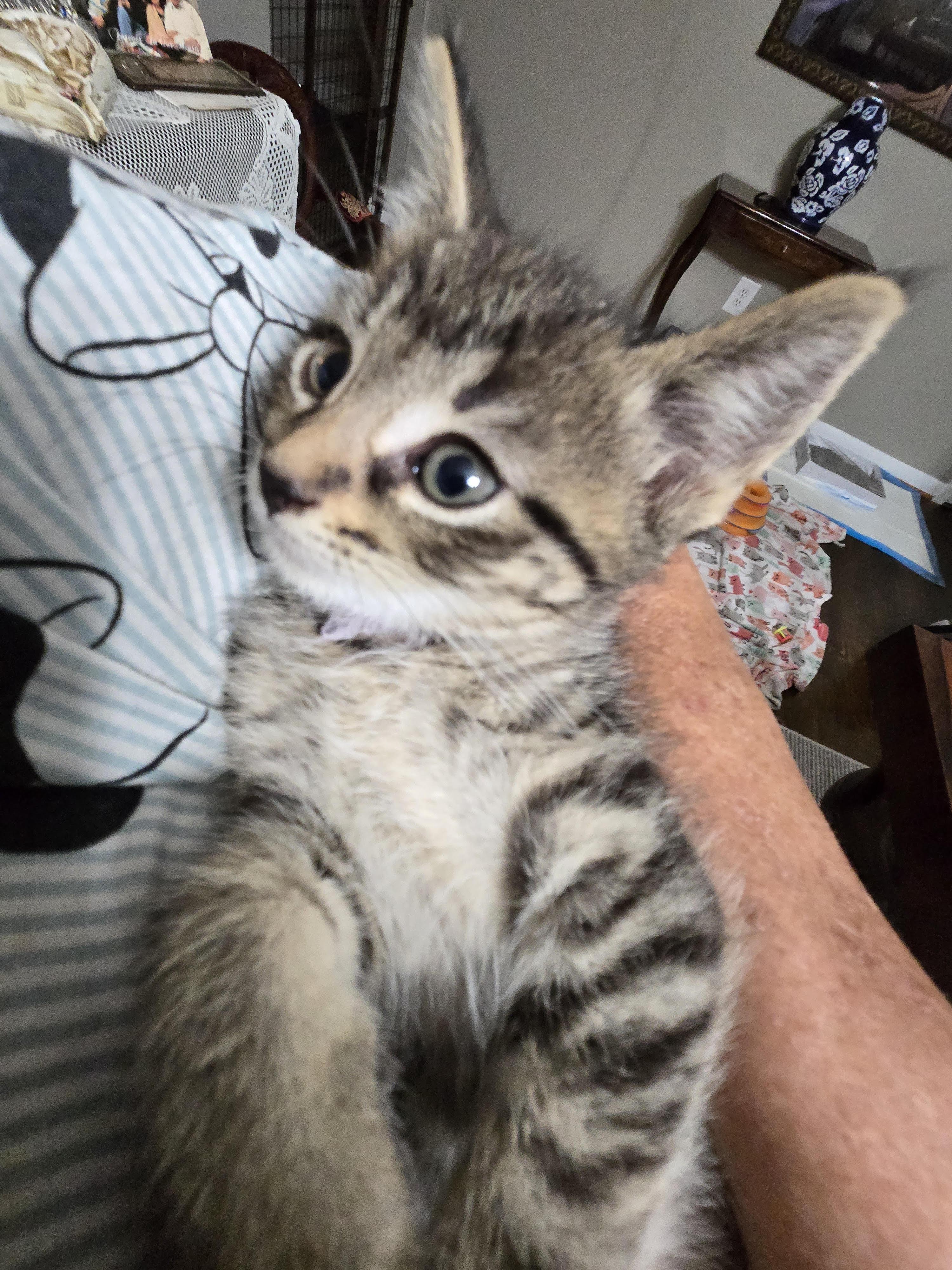 Enlarge Oakley, a Adoptable Domestic Medium Hair in St. Clair Shores, MI image 1/1