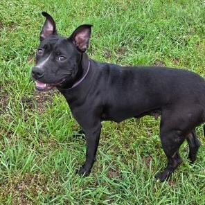 Enlarge Blanche, a Adoptable American Staffordshire Terrier in Mooresville, IN image 2/6