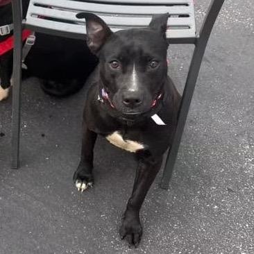 Enlarge Blanche, a Adoptable American Staffordshire Terrier in Mooresville, IN image 4/6