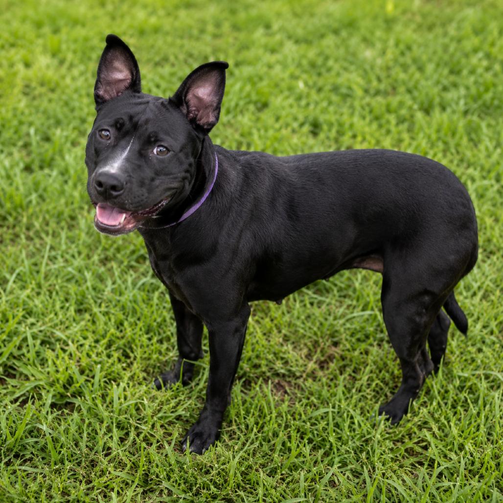 Enlarge Blanche, a Adoptable American Staffordshire Terrier in Mooresville, IN image 5/6