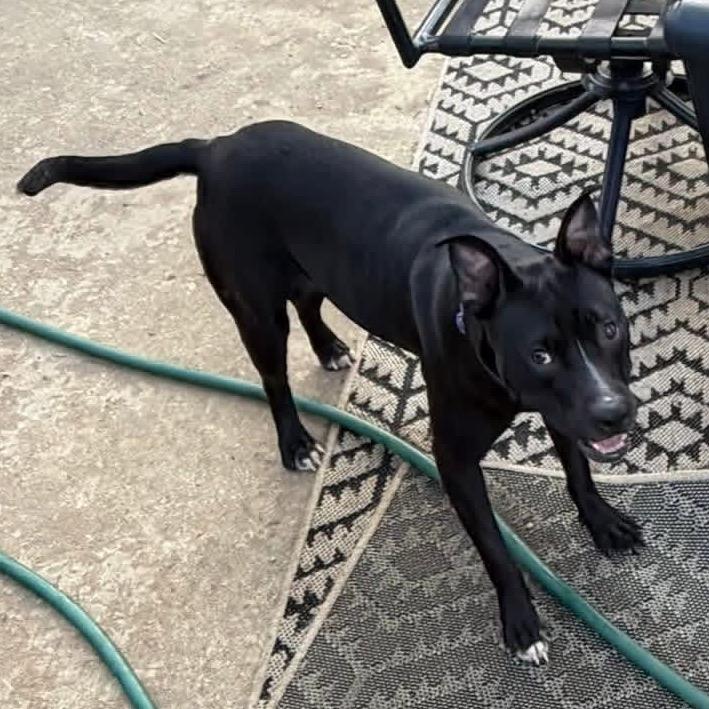 Enlarge Blanche, a Adoptable American Staffordshire Terrier in Mooresville, IN image 6/6