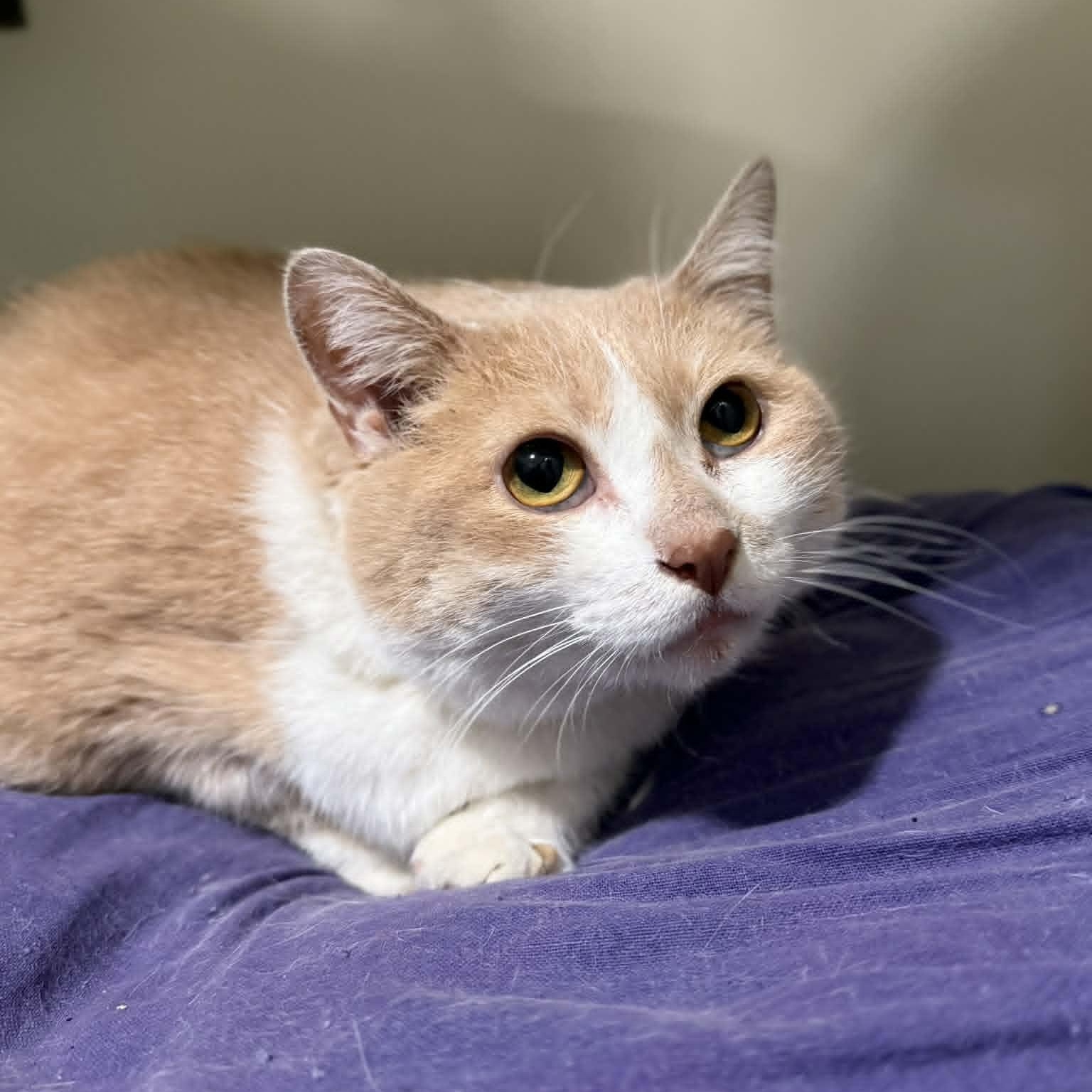 Enlarge Loaf, a ADOPTABLE mixed breed in Penn Yan, NY image 1/3